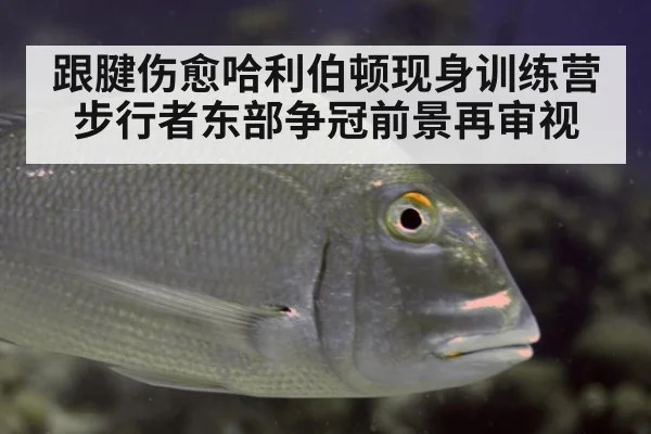 跟腱伤愈哈利伯顿现身训练营 步行者东部争冠前景再审视
